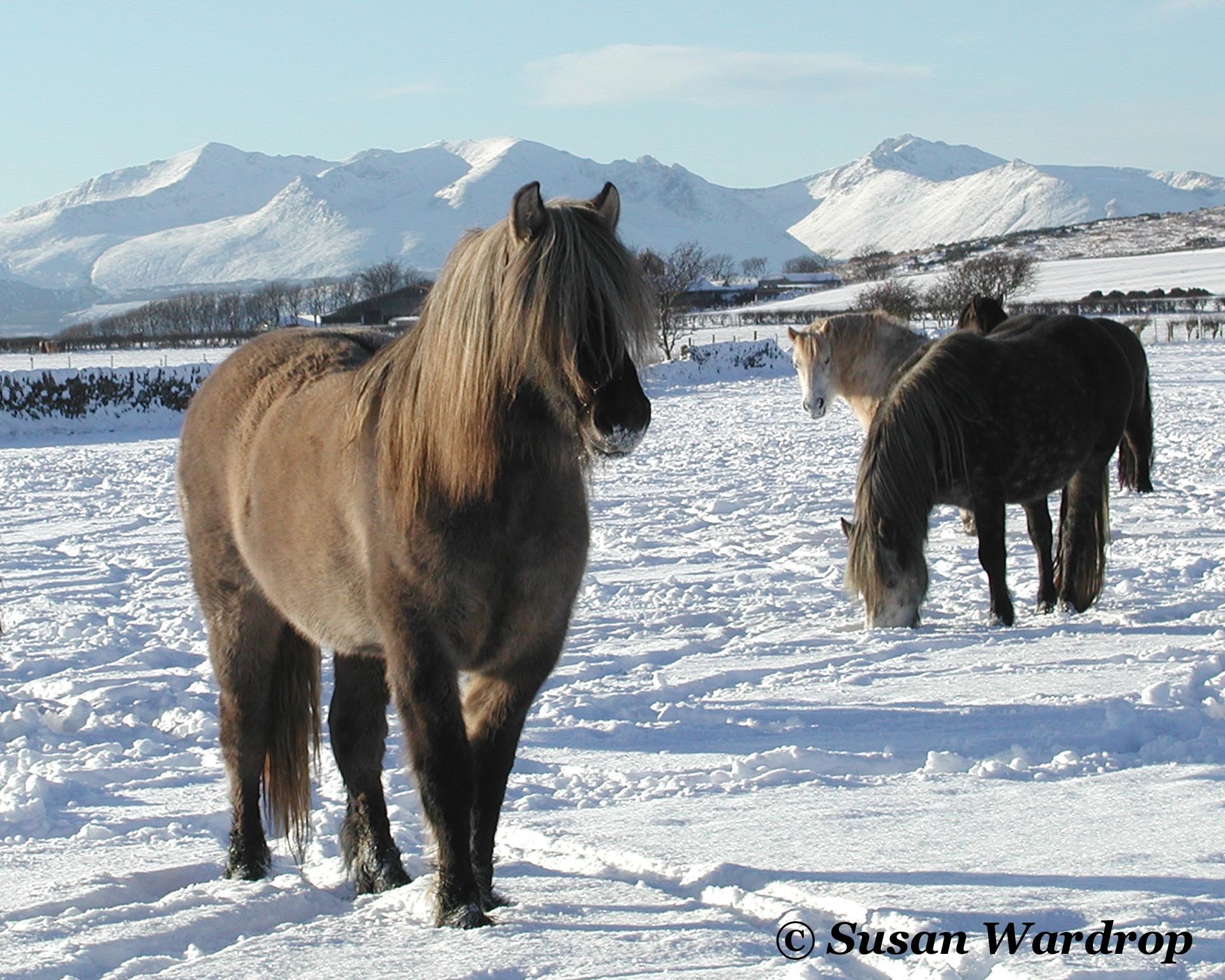 Highland Pony